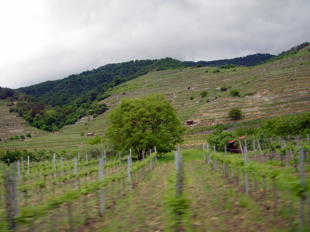 Vachau vynuogynų regionas